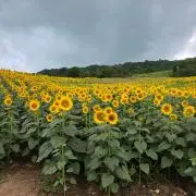 シーマンの画像