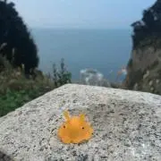 おーたむ