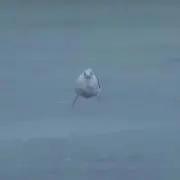 qwe