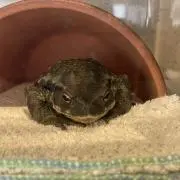 モトガエルの画像