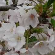 around10000の画像