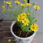 あおむしの画像