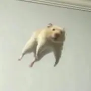翔の画像