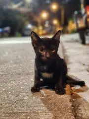 SYの画像