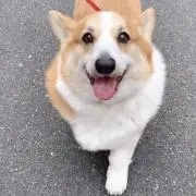 niko