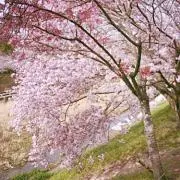 さくらいすの画像