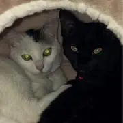猫又の画像