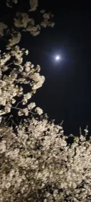 sakuramoti