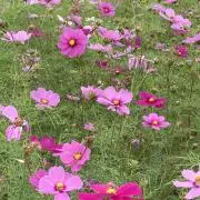 A-ya☺︎の画像