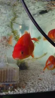 たんぼの画像
