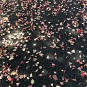 koko.Mの画像