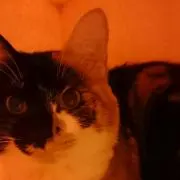 くろみけの画像