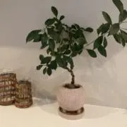 emo♪の画像