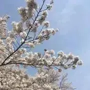 きなこの画像