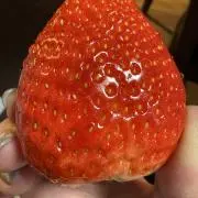 りんご姫の画像