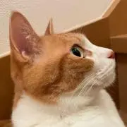 いかるがの画像