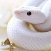 ぼにーの画像