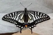 lurenの画像