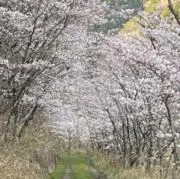 ⭐️の画像