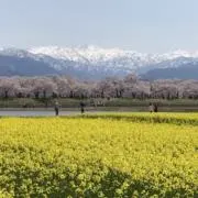 みわの画像