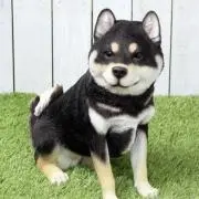 チャップの画像