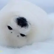 ひらっち