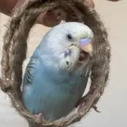 なむちの画像