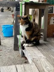 ぴろしき (プロフィールご確認ください)の画像