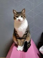 monapiの画像