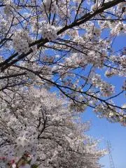 ころんの画像