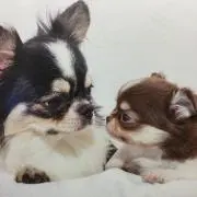 クリスタルグッドの画像
