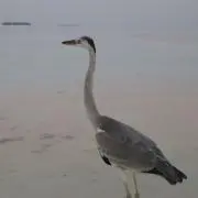 びわの画像