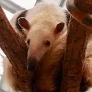のんたろの画像