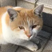 つきちゃん