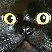 虎徹の画像
