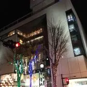 渡り鳥