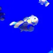 なっしーの画像