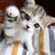 Qoo