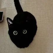 ぞふの画像