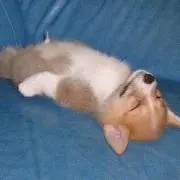 zzzの画像