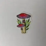 ユーカリの画像