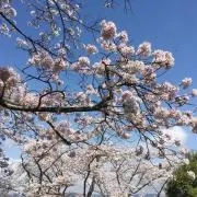 【再開】※コメント必須※一姫二太郎の画像