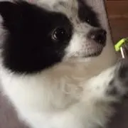 トシ
