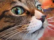 こねこのぴっちの画像