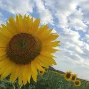 pt..25の画像