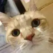 古着/スポーツ/アウトドアの画像