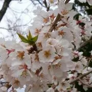 たむの画像