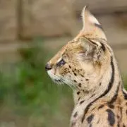 すーぱーの画像