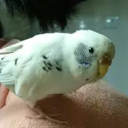Peeの画像