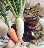 にゃんずのひだまり